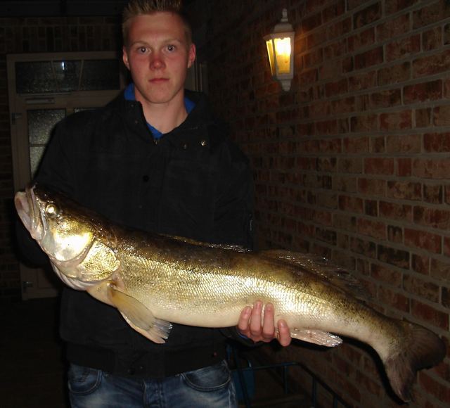 Ein kapitaler Zander